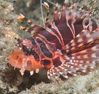 The Seaway Dive Site - Tourism Gold Coast