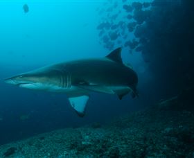 Henderson Rock Dive Site - Tourism Gold Coast 1