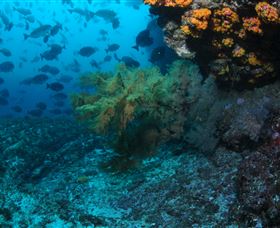 Henderson Rock Dive Site - Tourism Gold Coast 0