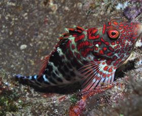 Henderson Rock Dive Site - Tourism Gold Coast 3