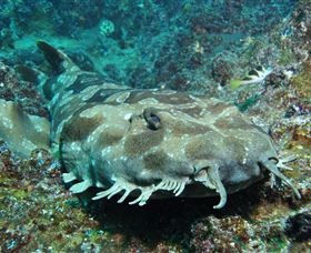 Henderson Rock Dive Site - Tourism Gold Coast 2