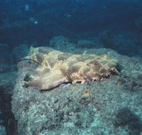 Scottish Prince Dive Site - Tourism Gold Coast