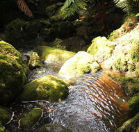 South East Forests National Park - Tourism Gold Coast