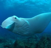 Manta Bommie Dive Site - Tourism Gold Coast