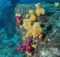 Shag Rock Dive Site - Tourism Gold Coast