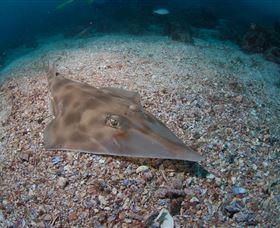 Shag Rock Dive Site - Tourism Gold Coast 1