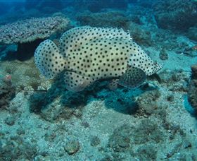 Shag Rock Dive Site - Tourism Gold Coast 2