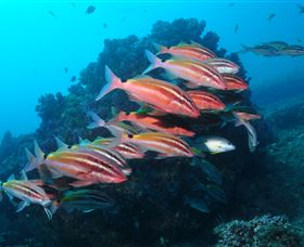 Flat Rock Dive Site - Tourism Gold Coast 0