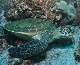 Flat Rock Dive Site - Tourism Gold Coast 1