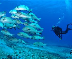 Flat Rock Dive Site - Tourism Gold Coast 3