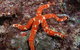 Flat Rock Dive Site - thumb 2