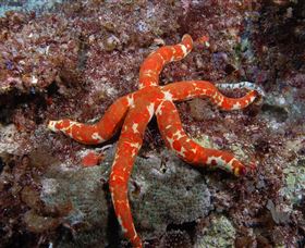 Flat Rock Dive Site - Tourism Gold Coast 2