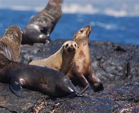Montague Island Nature Reserve - Tourism Gold Coast 2