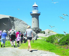 Montague Island Nature Reserve - Tourism Gold Coast 3