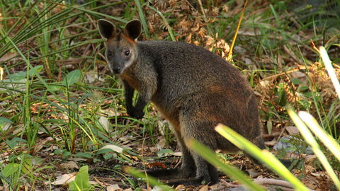 Mimosa Rocks National Park - Tourism Gold Coast 1