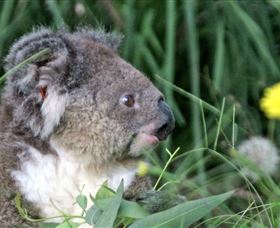 Koala Hospital - Tourism Gold Coast 0