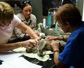 Koala Hospital - Tourism Gold Coast 2