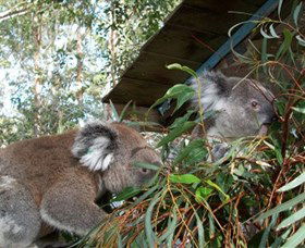 Koala Hospital - Tourism Gold Coast 7