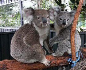 Koala Hospital - Tourism Gold Coast 5