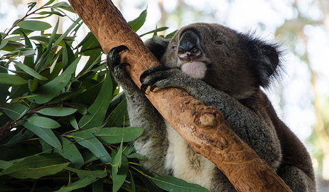 Macquarie Nature Reserve - Tourism Gold Coast 0