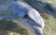Dolphins Of Monkey Mia - thumb 0