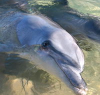 Dolphins of Monkey Mia - Tourism Gold Coast