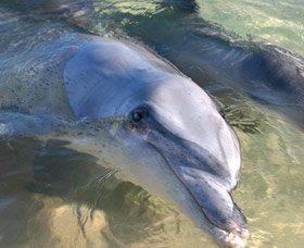 Dolphins Of Monkey Mia - Tourism Gold Coast 0
