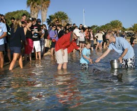 Dolphins Of Monkey Mia - Tourism Gold Coast 1