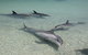 Dolphins Of Monkey Mia - thumb 2