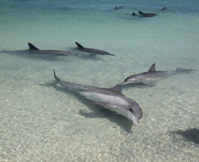 Dolphins Of Monkey Mia - Tourism Gold Coast 2
