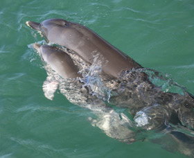 Dolphins Of Monkey Mia - Tourism Gold Coast 3
