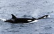 Killer Whale Trail - thumb 0
