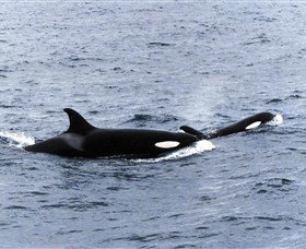 Killer Whale Trail - Tourism Gold Coast 0