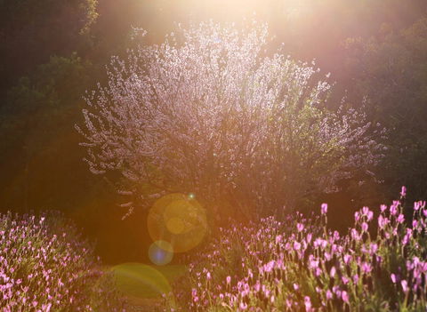 Jasmin Organics Skincare Farm And Factory - Tourism Gold Coast 1