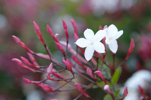 Jasmin Organics Skincare Farm And Factory - Tourism Gold Coast 3