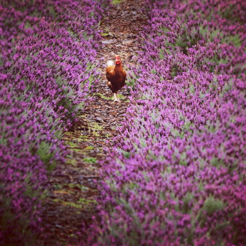 Jasmin Organics Skincare Farm And Factory - Tourism Gold Coast 10