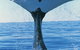 Humpback Whales - thumb 0