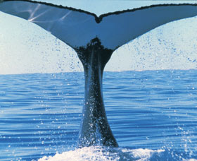 Humpback Whales - Tourism Gold Coast 0