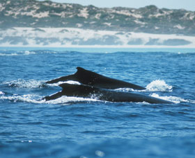 Humpback Whales - Tourism Gold Coast 1