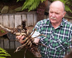 Lobster Ponds - Gold Coast 0