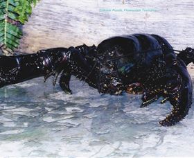 Lobster Ponds - Gold Coast 2