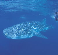 Ningaloo Reef - Tourism Gold Coast