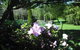 Annsleigh Gardens And Cafe - thumb 3