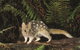 Tarkine Forest Reserve - thumb 0