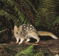 Tarkine Forest Reserve - Tourism Gold Coast