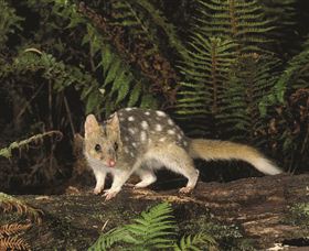 Tarkine Forest Reserve - Tourism Gold Coast 0