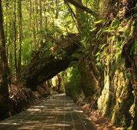 Philosopher Falls - Tourism Gold Coast