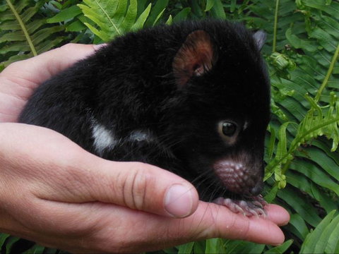 Crawn Motors - Gold Coast 0