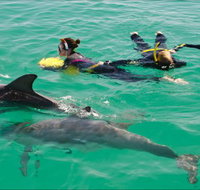 Rockingham Wild Encounters - Swim with Wild Dolphins - Gold Coast