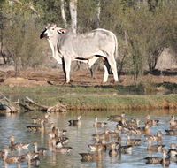 Natural Encounters Trail - Tourism Gold Coast